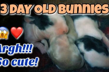 3 DAY OLD BABY BUNNIES | CUTENESS OVERLOAD | PETS