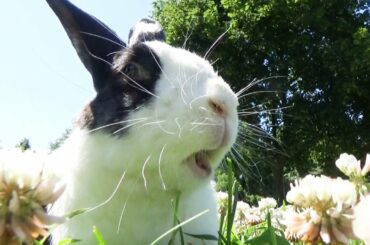 Surprising a rabbit with an entire field of clover