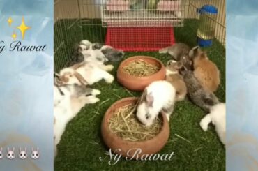 Baby Rabbit How to tell how old a rabbit is 🐇