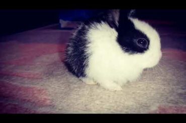 A cute rabbit began to sleep, his eyes began to close