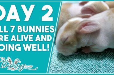 Newborn Bunnies - Day 2 - Super cute and all 7 alive and doing well!