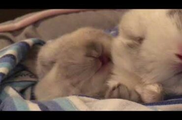 Baby bunny yawns