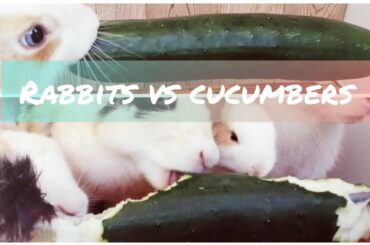 Do rabbits eat cucumbers ?