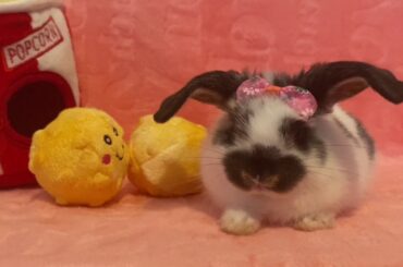 Meet Sweetpea, one of my adorable baby rabbits!