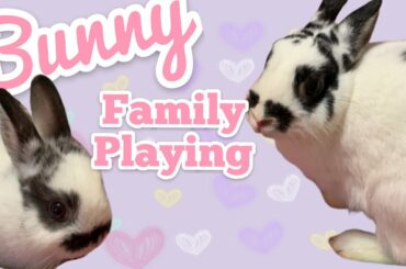 BUNNY FAMILY AT PLAY! | Cute Rabbits 2018