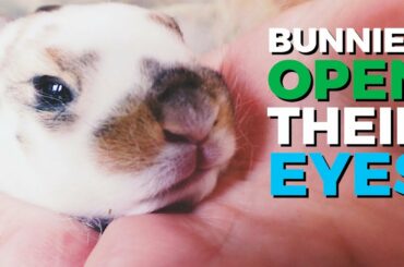 baby bunnies OPEN THEIR EYES (for KIDS)