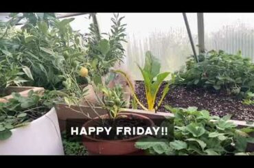 Baby Bunny Frolic