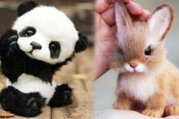 Cute Animals - Cute baby animals Videos Compilation P2