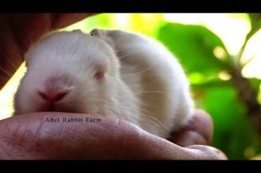 BABY RABBIT BUNNY SLEEPS IN MY HAND