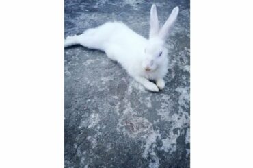 My baby😘 Cute Rabbit Videos|| Beautiful Video|| Funny animal video||August 22, 2020