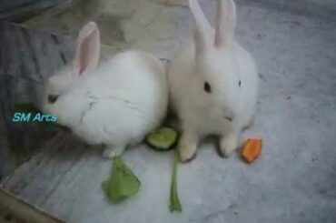 Baby Rabbit Playing Punny comedy video Inside the House With Kids