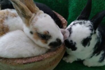 So Cute !! , These Baby Bunnies Will Make Your Day