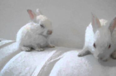 Worlds most beautiful Rabbit - Snowy
