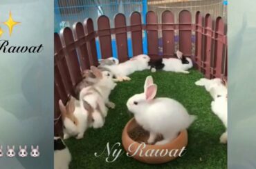 Baby rabbit nest Can a baby rabbit survive on its own video 2020🐰🐰