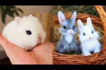 Cute baby animals Videos Compilation Cute moment of the animals - Cutest Animals On Earth #10