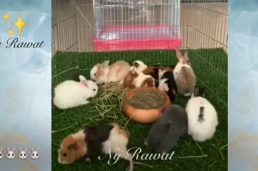 Baby rabbit What is a female rabbit called video 2020