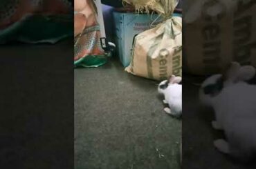 Cute baby rabit