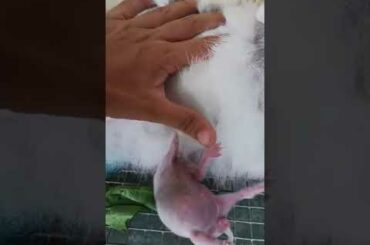 Cutie baby rabbit. Dancing while breastfeeding 😂.