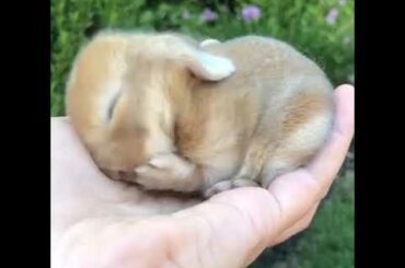 Cute baby rabbit