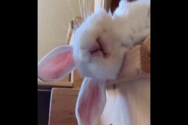 When my cute rabbit sleeping - look at its cute and funny reaction