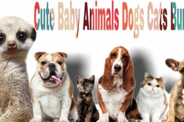 cute baby animals dogs cats bunny funny videos try not to laugh clean