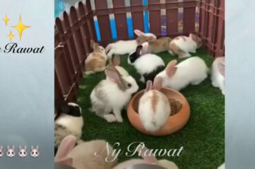Rabbits Do baby rabbits die if you touch them video 2020