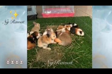 Rabbits just arrived for raising long, beautiful, very cute🐇🐇