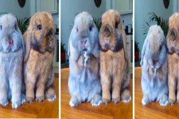 Funny and Cute Baby Bunny Rabbits
