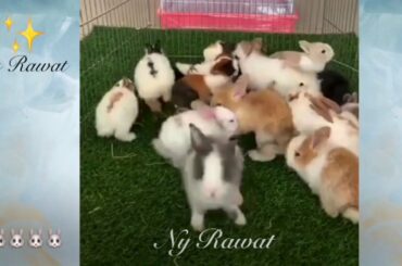 Rabbit What are 3 interesting facts about rabbits video 2020