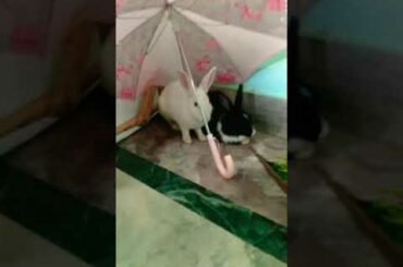 Cute rabbits 💖 , how to train your 🐇see the description 👇👇