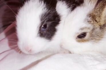 Little rabbits trying to sleep