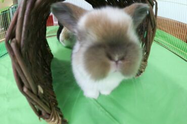Baby Holland Lop Bunnies Playing on Easter Day