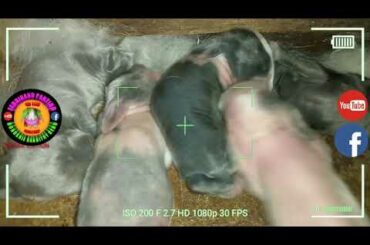 5 Cute Baby Bunnies Day 5!