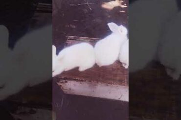 Its All About White Baby Bunnies😍😍