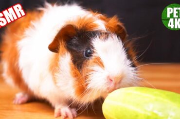 ep2 - ASMR 🐹 Cute Baby Guinea Pig Eating Cucumber 🥒 [PET4K]