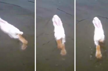 Swimming Bunny Rabbits Caught on Camera Very Funny