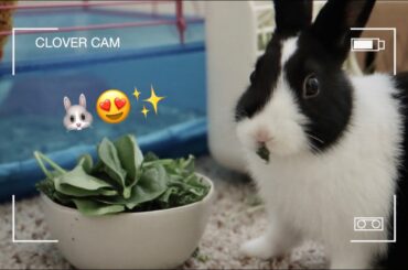 DAILY BABY BUNNY ROUTINE!
