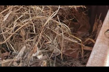 Little Gavin Baby Found Baby Bunnies Under His Swing Set! (Recorded 8/14/2020)