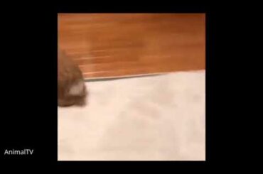 Funny and Cute Baby Bunny Rabbit Videos - Baby Animal Video Compilation (2019)NELTV.