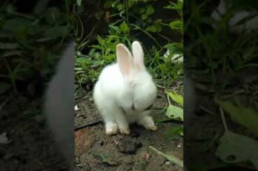 My newborn pet one month old  ||so cute || pet Rabbit  🐇 baby    Do you like it?  ||Nice Music ||