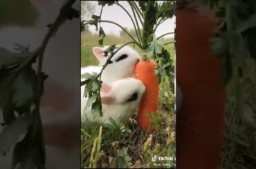 So cute rabbit ❣️❣️❣️