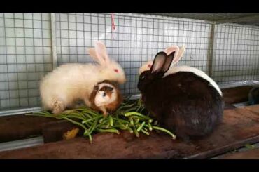 Rabbit Eating String Bean, Funny and Cute Baby Bunny Rabbit Videos, Baby Animal Video Compilation