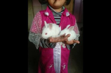 Baby Bunny rabbit Growth