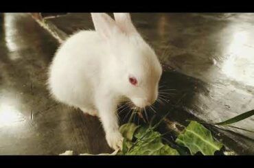 Funny and Cute Baby Bunny Rabbit Videos