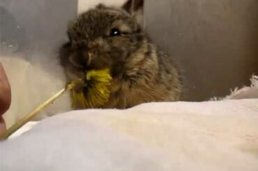 Baby bunny eats a tiny flower  washes its face
