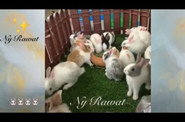 This baby rabbit is very smart, beautiful and cute.🐰🐰