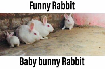 Funny baby bunny rabbit / Cute Rabbits video