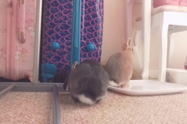 Baby bunnies escape and starts exploring! - Netherland Dwarf Rabbit