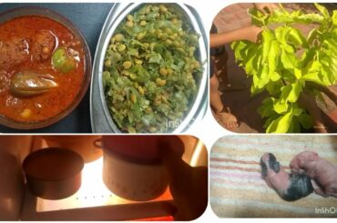 Rabbit today giving birth so cute baby rabbits and nochi kotta keerai recipe நச்சு கொட்டா கீரை