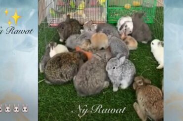 Rabbit# What Colour are baby rabbits when born